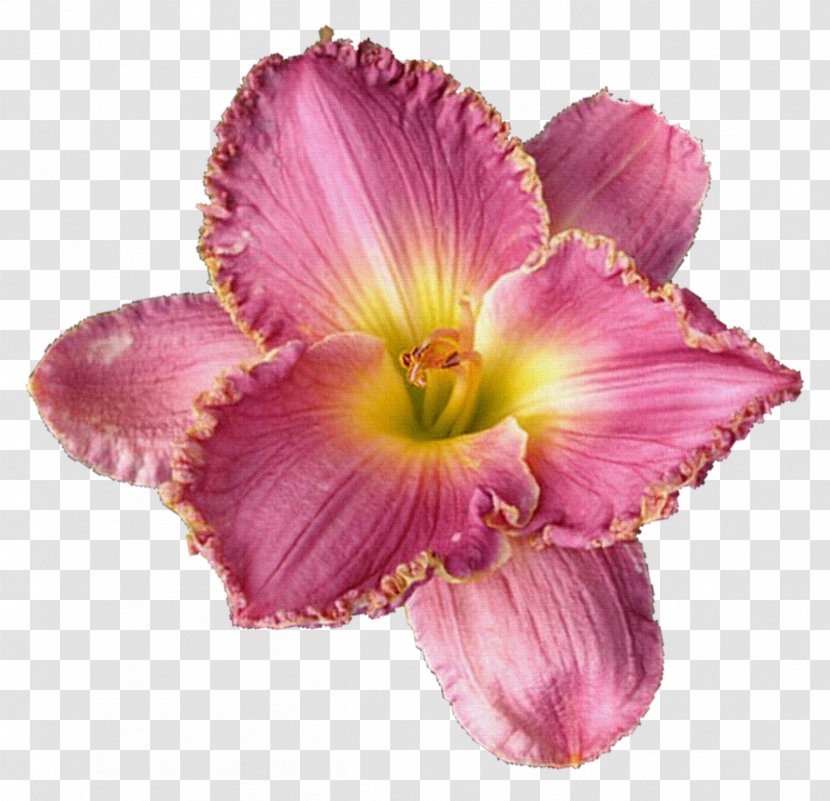 Cut Flowers Lilium Clip Art - Petal - Lily Transparent PNG