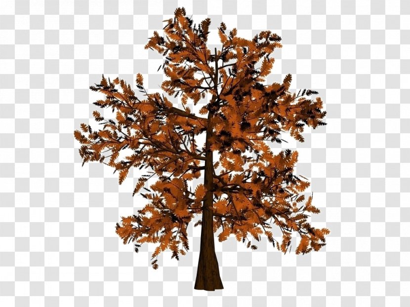 Oak Twig Tree - Pinaceae - 3D Transparent PNG