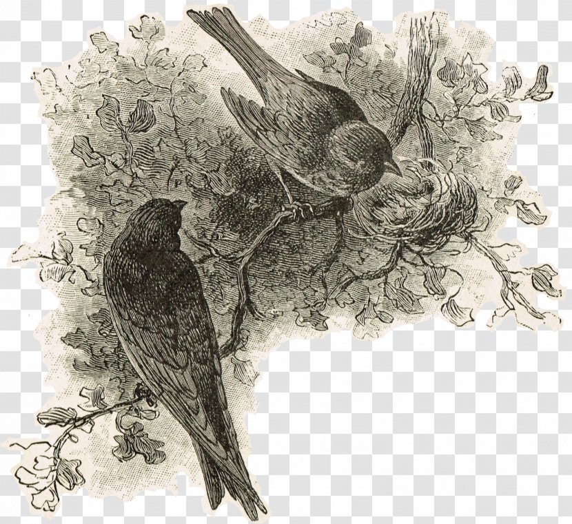 Drawing Painting Clip Art Bird Nest Swallow - Songbird - Cartoon Transparent PNG