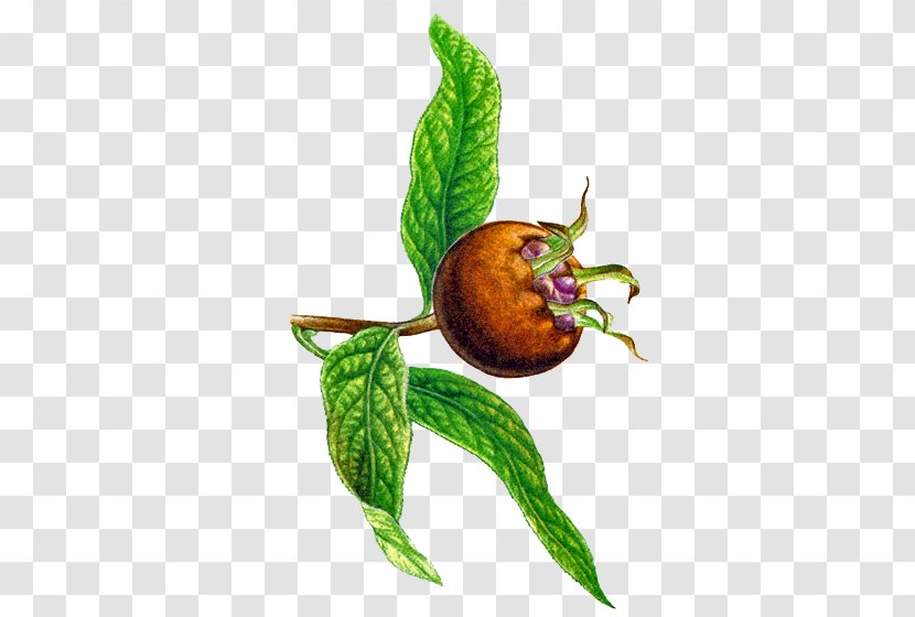 Vegetable Medlar Fruit - Plant - Eau De Vie Transparent PNG