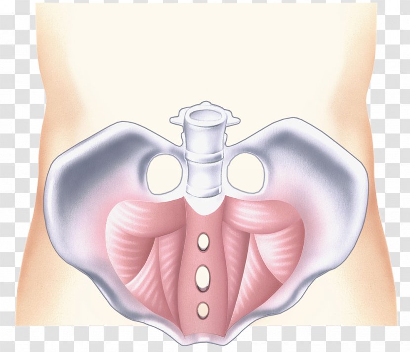 Pelvis Hip Coccyx Joint - Frame - Pelvic Model Illustration Transparent PNG