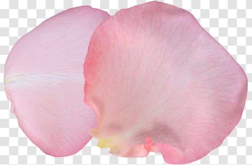 Petal Garden Roses Photography Ты — моя нежность Clip Art - Flower - лепесток Transparent PNG