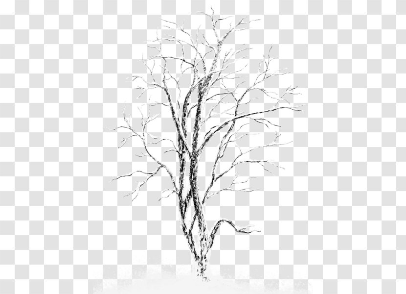 Silver Birch Tree Clip Art - Snow-covered Trees Transparent PNG