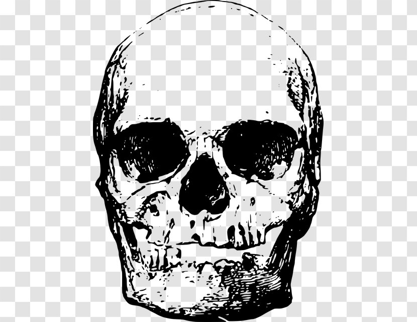 Human Skeleton Skull Head - Jaw - Craneos Transparent PNG