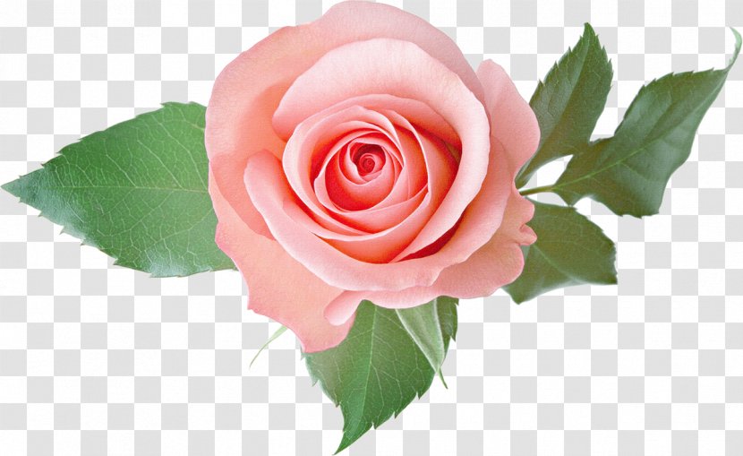 Rose Pink - Art - White Roses Transparent PNG