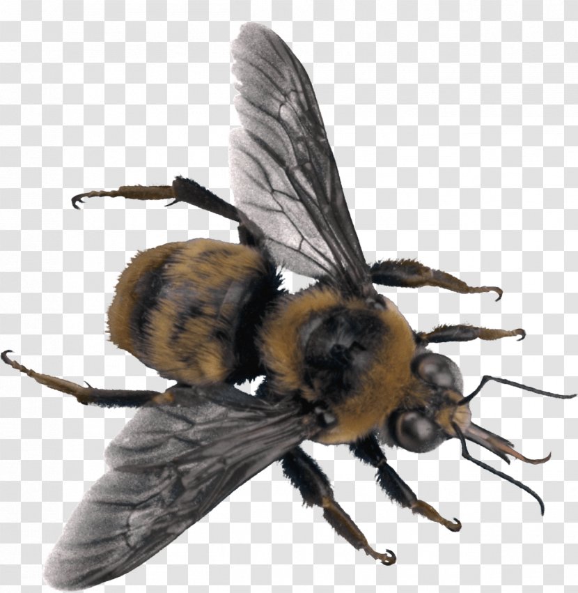 Western Honey Bee Insect Hornet - Pollination Transparent PNG