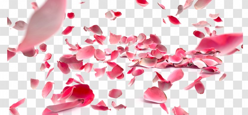 Petal Rose Flower - Stock Photography - Shili Peach Flowers Do Not Pull Transparent PNG
