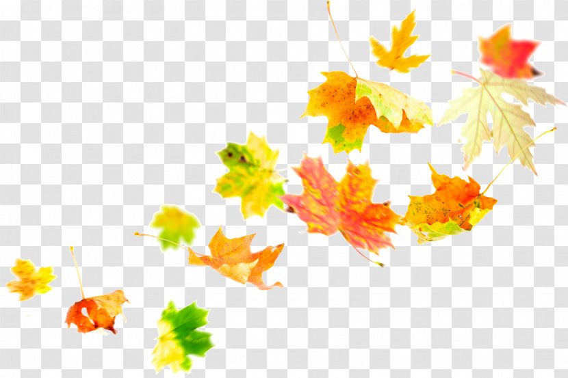 Autumn Leaf Color Maple - Photography - Falling Transparent PNG