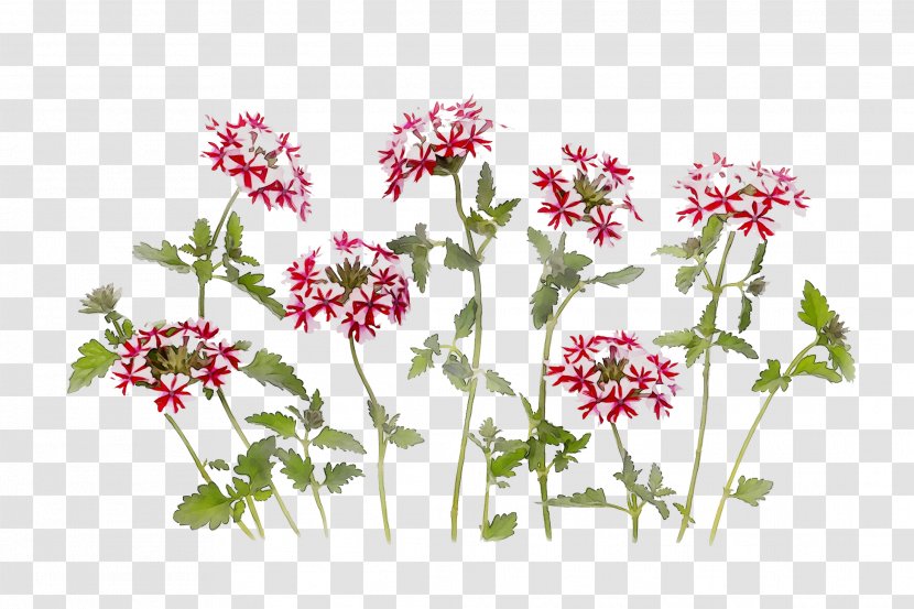 Floral Design Cut Flowers Herbaceous Plant Stem Annual - Cow Parsley - Plants Transparent PNG
