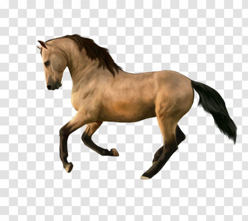 Mane Mustang Stallion Mare Pony - Pack Animal Transparent PNG