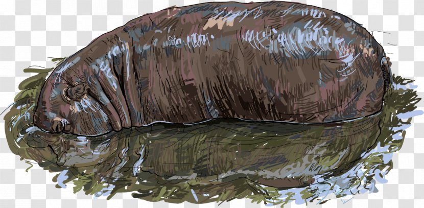 Hippopotamus Stock Photography Royalty-free Illustration - Vecteur - Vector Hand-painted Realism Hippo Transparent PNG