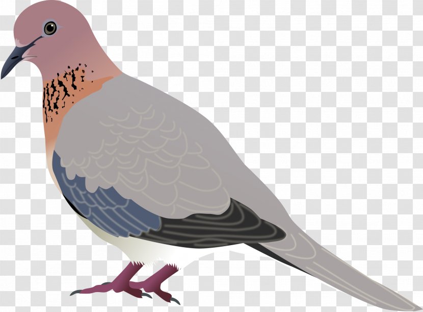 Bird Laughing Dove Mourning Eurasian Collared Clip Art - DOVE Transparent PNG