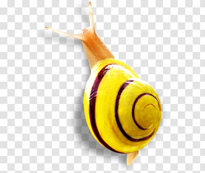 Snail Insect Close-up - Snails And Slugs Transparent PNG