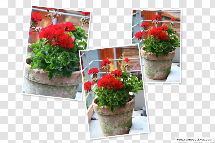 Floral Design Flowerpot Cut Flowers Houseplant - Flower Transparent PNG
