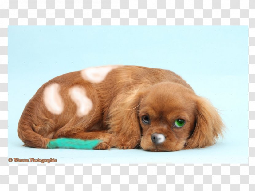 Cavalier King Charles Spaniel Puppy American Cocker Cavapoo - Heart Attack Transparent PNG
