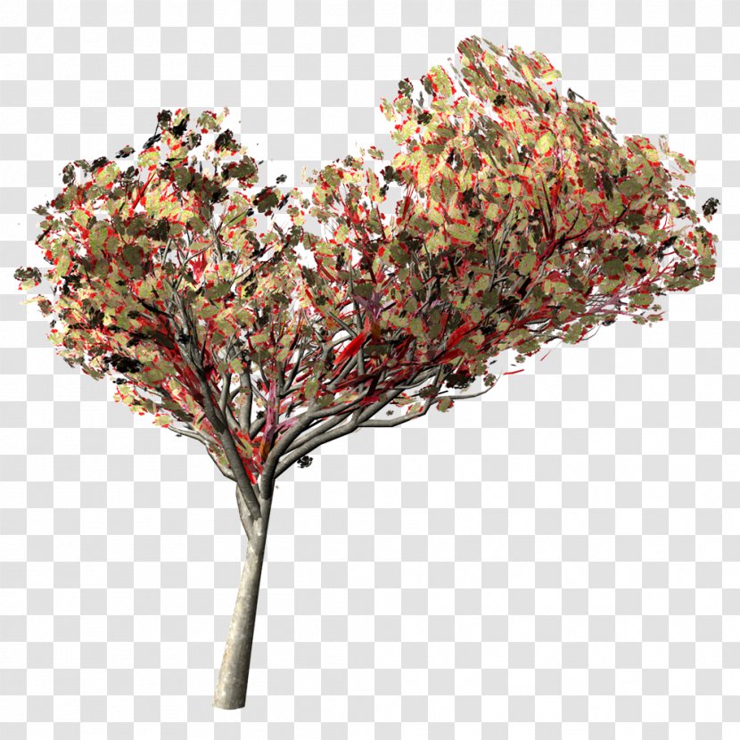 Twig Tree Car France YouTube - Plant - Flamboyan Transparent PNG