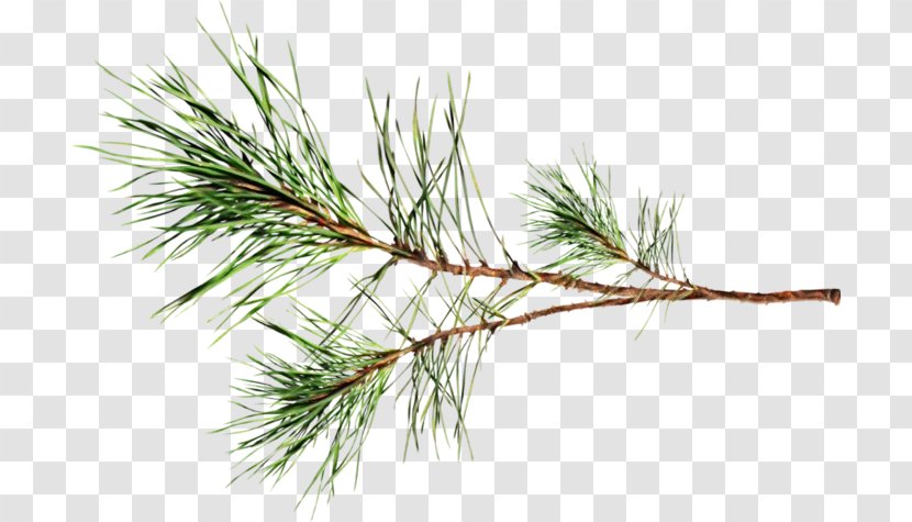 Christmas Black And White - Grass - Fir Elymus Repens Transparent PNG