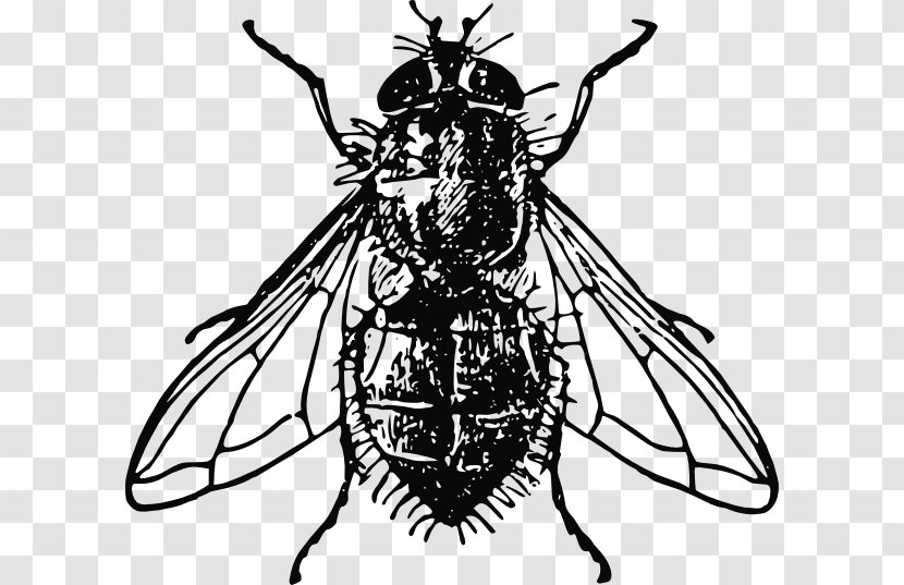 Housefly Clip Art - Pollinator - Flock Transparent PNG