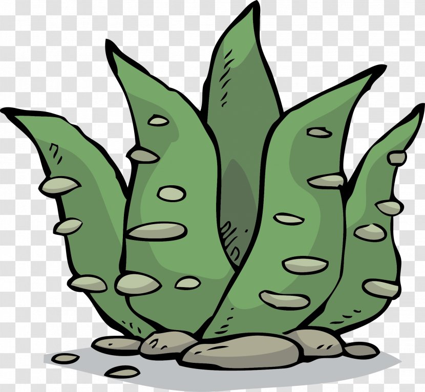 Aloe Vera Stock Photography Euclidean Vector - Cactaceae - Hand-painted Transparent PNG
