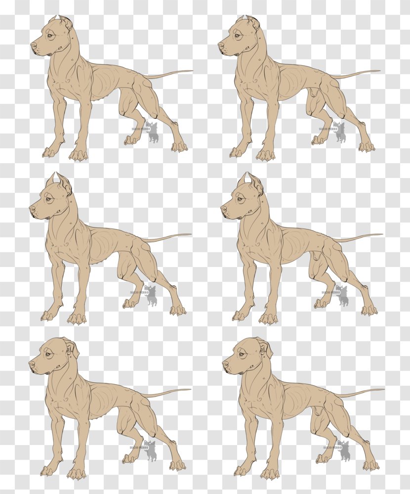 Dog Breed Italian Greyhound Whippet Sloughi Spanish - Lion - Pitbull Icon Transparent PNG