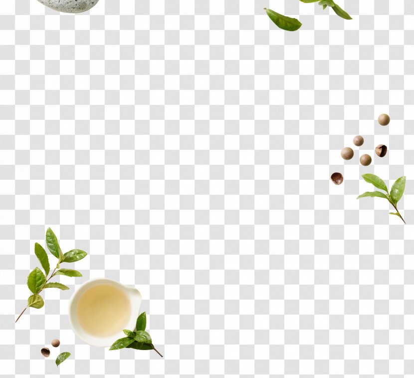 Green Tea - Camellia Sinensis - Fresh Plant Decoration Free Download Transparent PNG