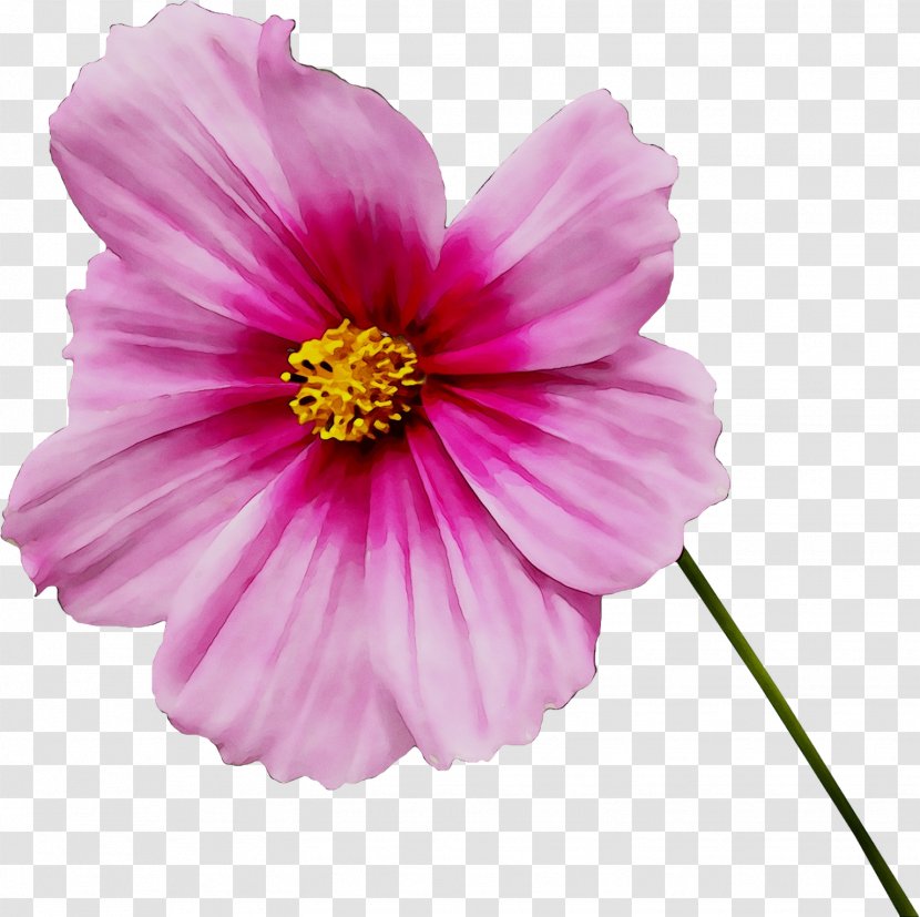 Magenta Red Purple Garden Cosmos Japanese Morning Glory - Perennial Plant - Botany Transparent PNG