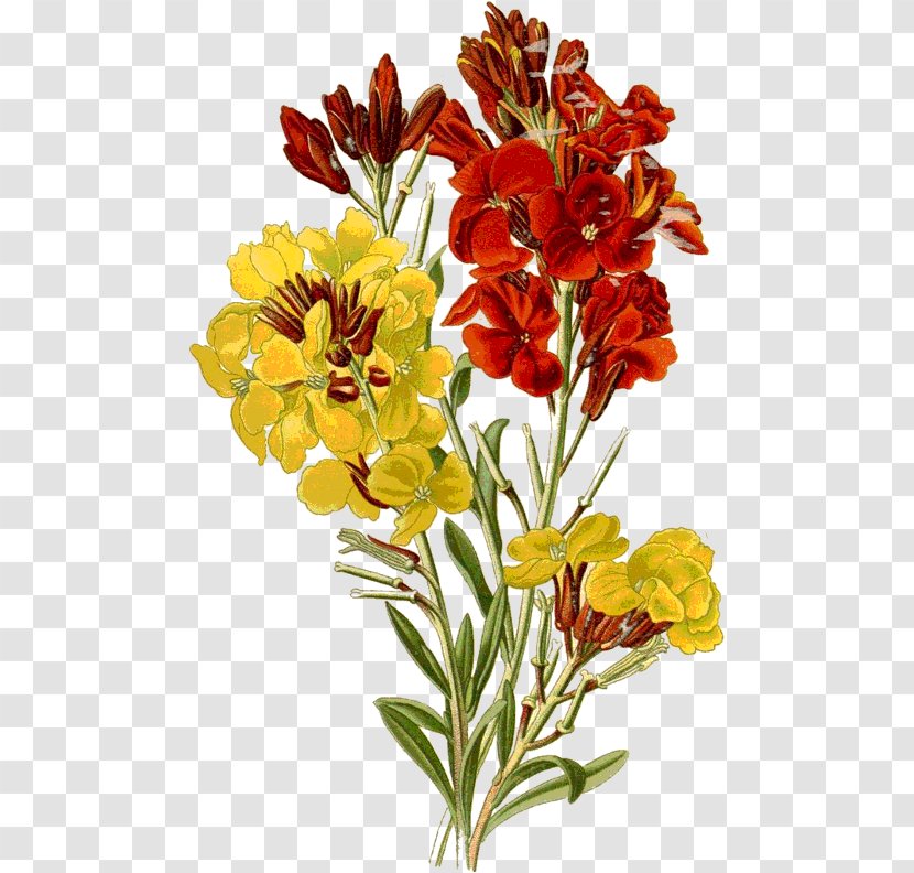 Erysimum Cheiri Printmaking Flower Engraving - Plant Stem - Manu Transparent PNG