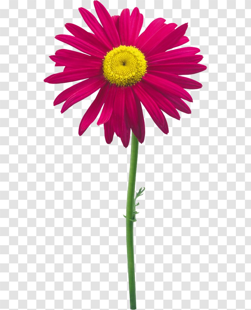 Flower Clip Art - Aster Transparent PNG