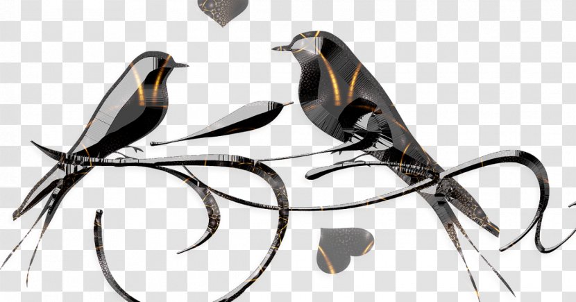 Bird Silhouette - Feather - Perching Beak Transparent PNG