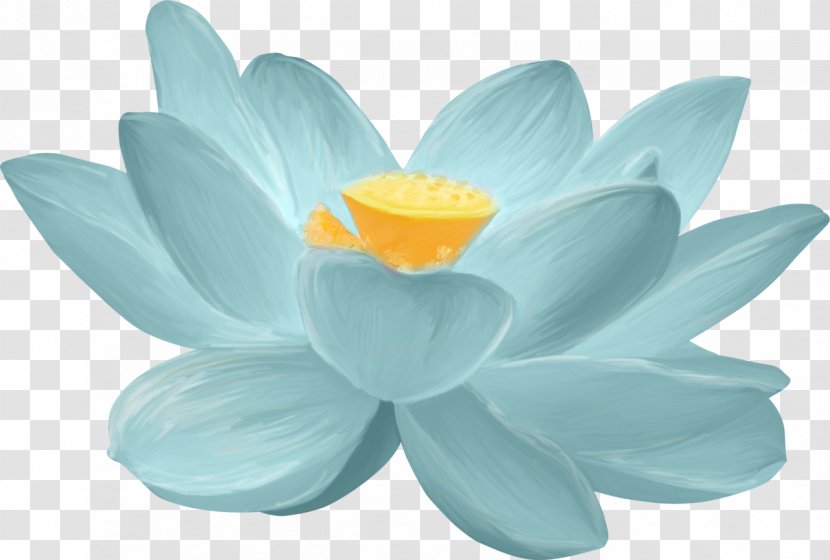 Water Lilies Nymphaea Nelumbo Flower Aquatic Plants Drawing - Wood Lily - Pond Apple Everglades Transparent PNG