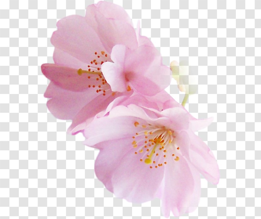 National Cherry Blossom Festival Flower - Spring Transparent PNG