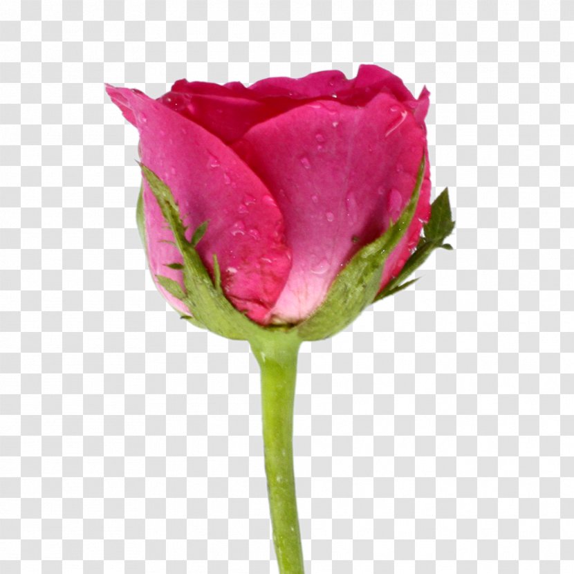 Garden Roses Cabbage Rose Cut Flowers Tulip Plant Stem Transparent PNG