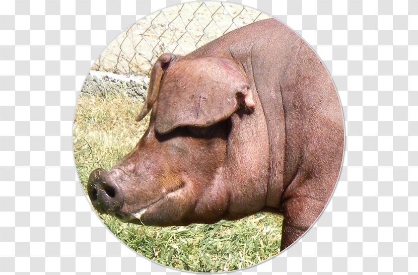 Domestic Pig Pig's Ear Pork Meat - Organism Transparent PNG