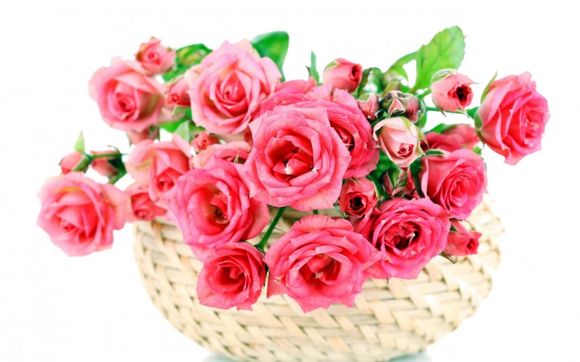 Garden Roses Flower Bouquet Pink - Cut Flowers Transparent PNG