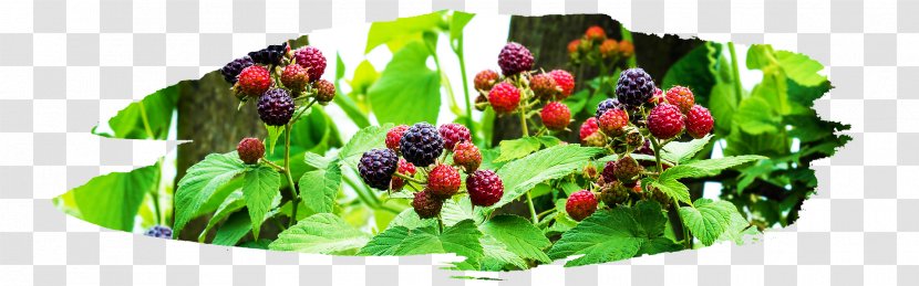 Superfood Natural Foods Local Food Vegetable - Blackberry - Berry Picking In Oregon Transparent PNG