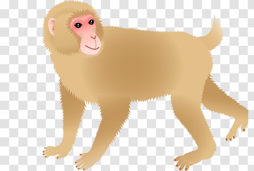 Dog Monkey Cercopithecidae Download - Snout Transparent PNG