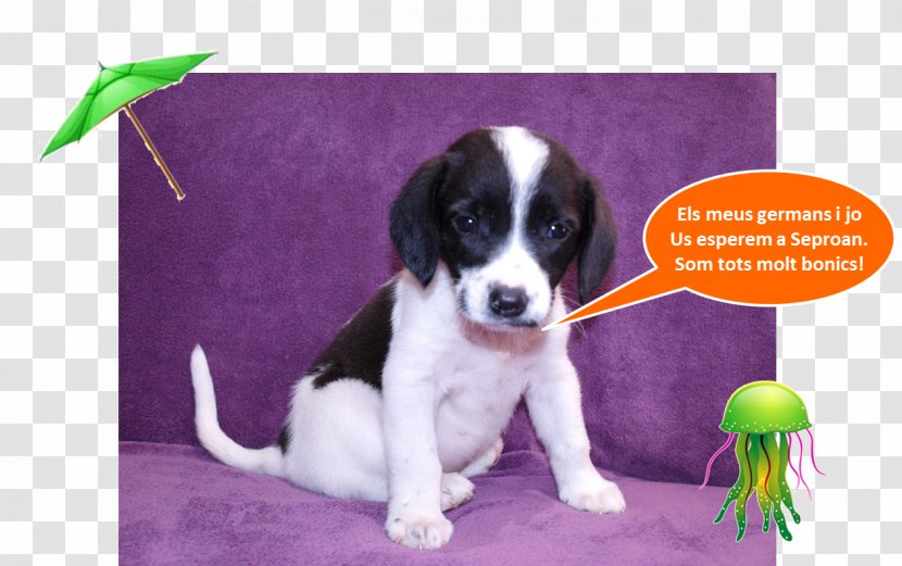 Drentse Patrijshond English Springer Spaniel Puppy Dog Breed Companion Transparent PNG