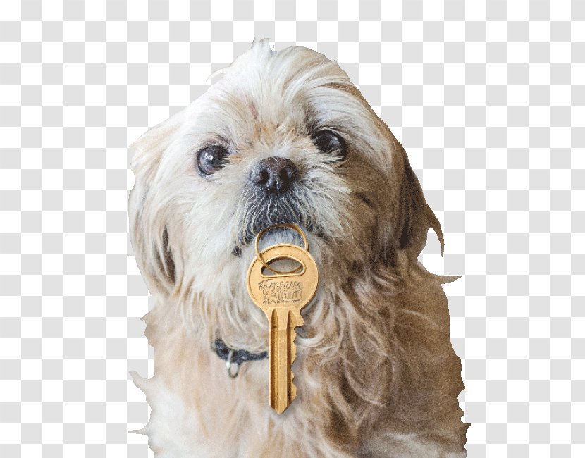 Shih Tzu Lhasa Apso Chinese Imperial Dog Breed Poodle - Snout - Puppy Transparent PNG