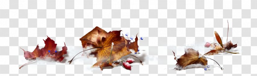Maple Leaf Autumn Clip Art Transparent PNG