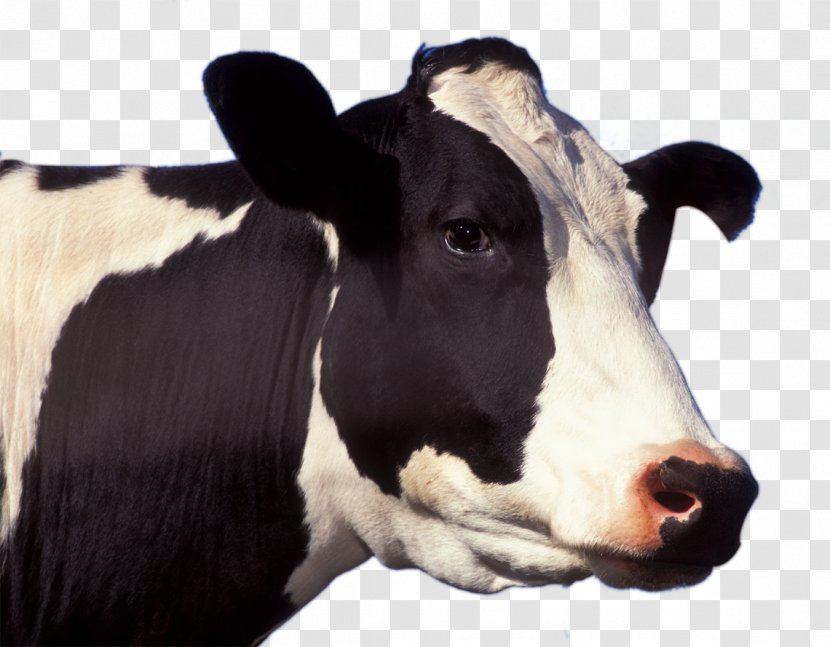 Holstein Friesian Cattle Jersey Guernsey Dairy Livestock - Horn - Cow Transparent PNG
