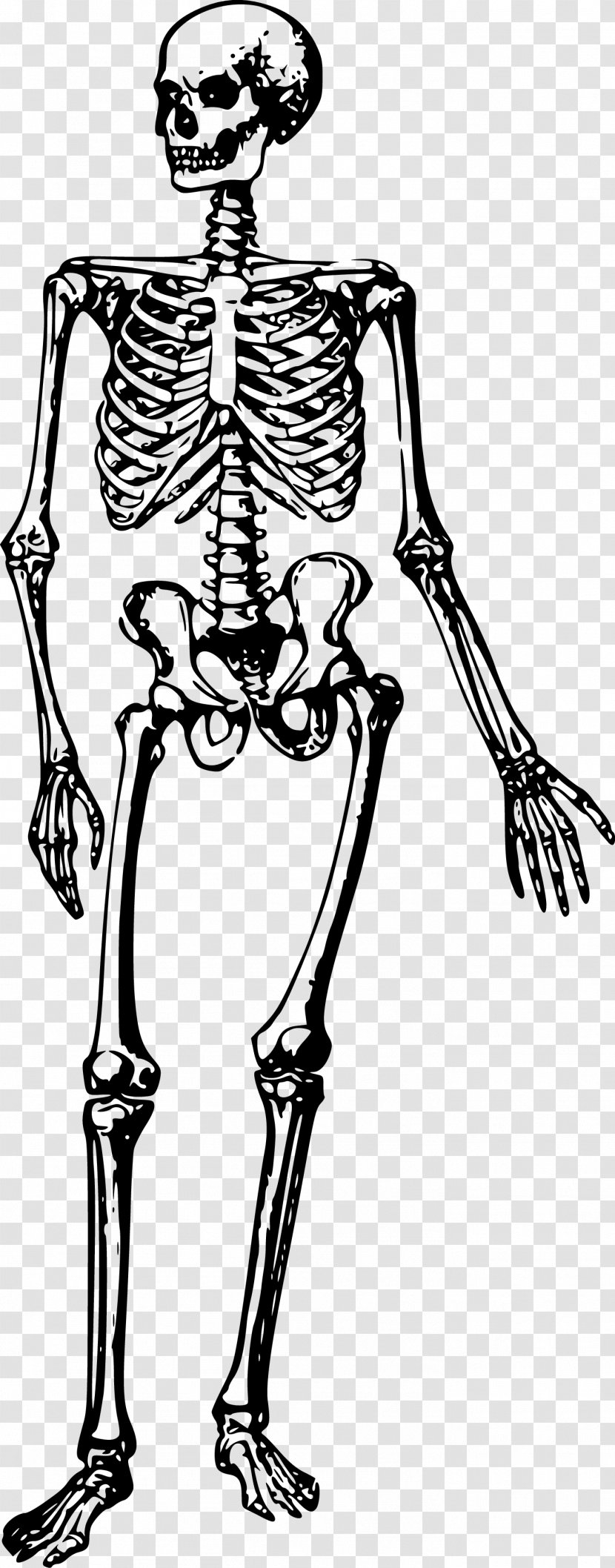 The Human Skeleton Bone Body - Cartoon Transparent PNG