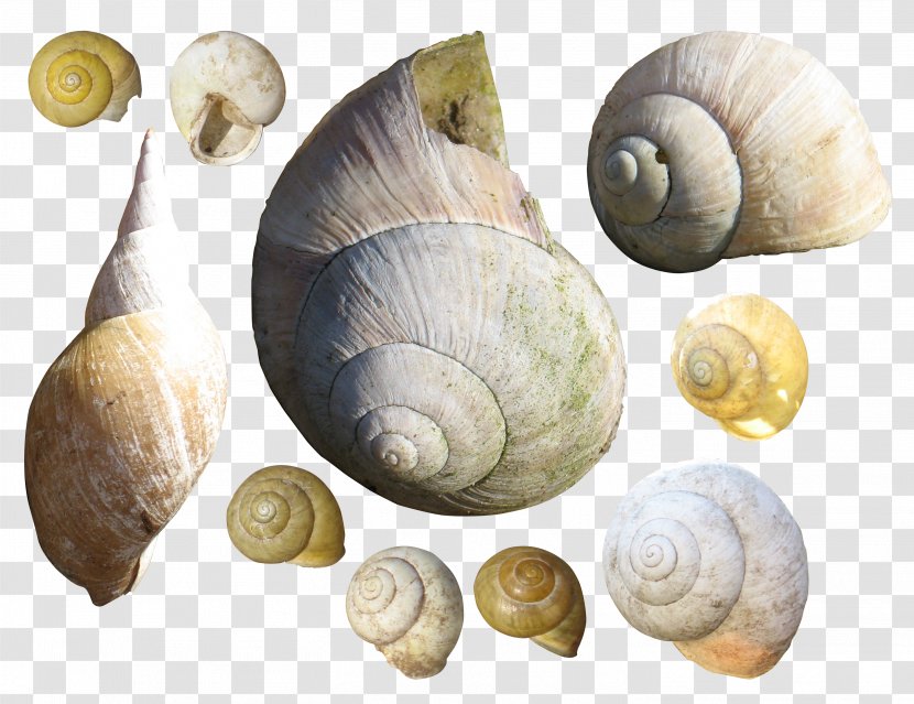 Gastropods Bolinus Brandaris Sea Snail Seashell - Animal Transparent PNG
