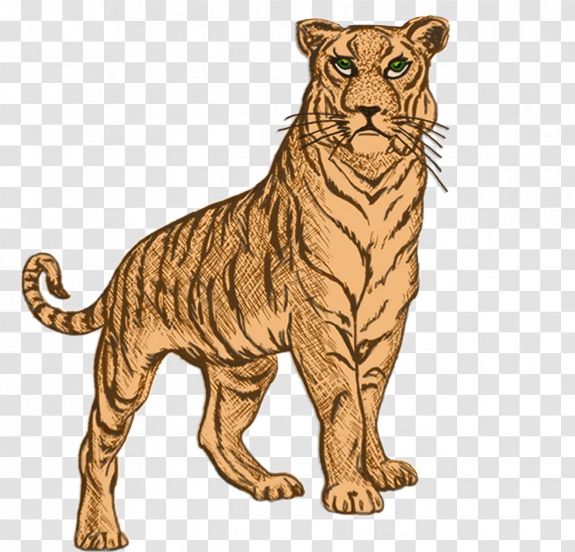 Golden Tiger Whiskers Wildcat Transparent PNG