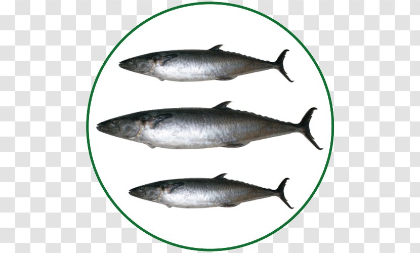 Sardine Pacific Saury Salmon Mackerel Fish Products - Fauna Transparent PNG