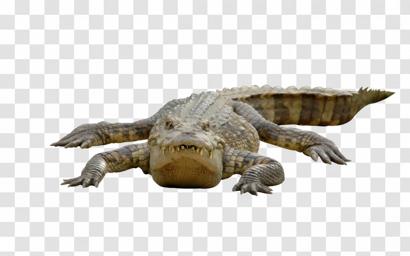 Crocodile Chinese Alligator Alligators - Reptile Transparent PNG