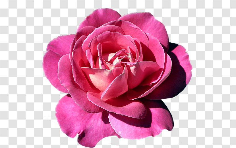 Rose Flower Pink Clip Art - Flowering Plant Transparent PNG