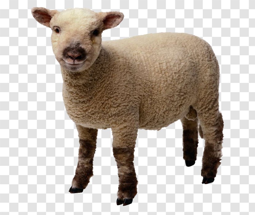 Sheep Lamb And Mutton Clip Art - Document Transparent PNG