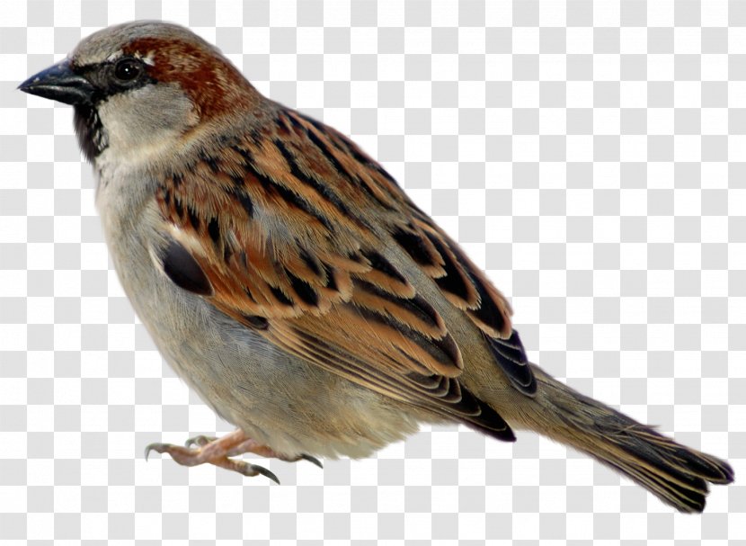 Sparrow Icon - Feather - Picture Clipart Transparent PNG