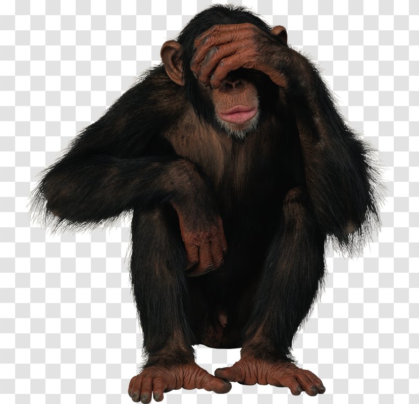 Paper Knowledge Insurance Cg Transparent Png With plenty of years' experience arranging piaggio ape insurance for customers, we are now one of the.