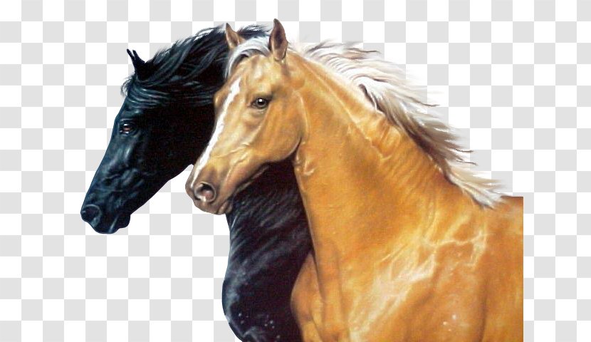 Arabian Horse Barb Lusitano Mustang Stallion - Tack Transparent PNG